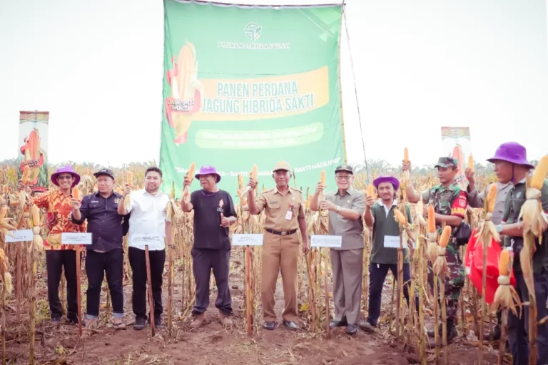 Bupati Tanah Laut (Tala) diwakili Staf Ahli Bupati Bidang Pembangunan, Ekonomi, dan Keuangan, Gatot Subagio pimpin panen perdana Jagung Hibrida Sakti di kawasan lahan kebun jagung Kelompok Tani Sinar Harapan I