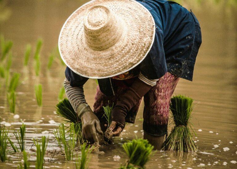 NTP Kalsel Naik 1,59 Persen, Didominasi Hortikultura